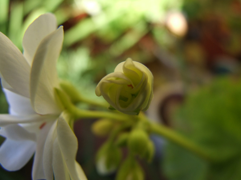 macro-fiore.jpg