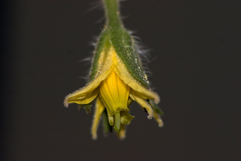 Macro-full.jpg