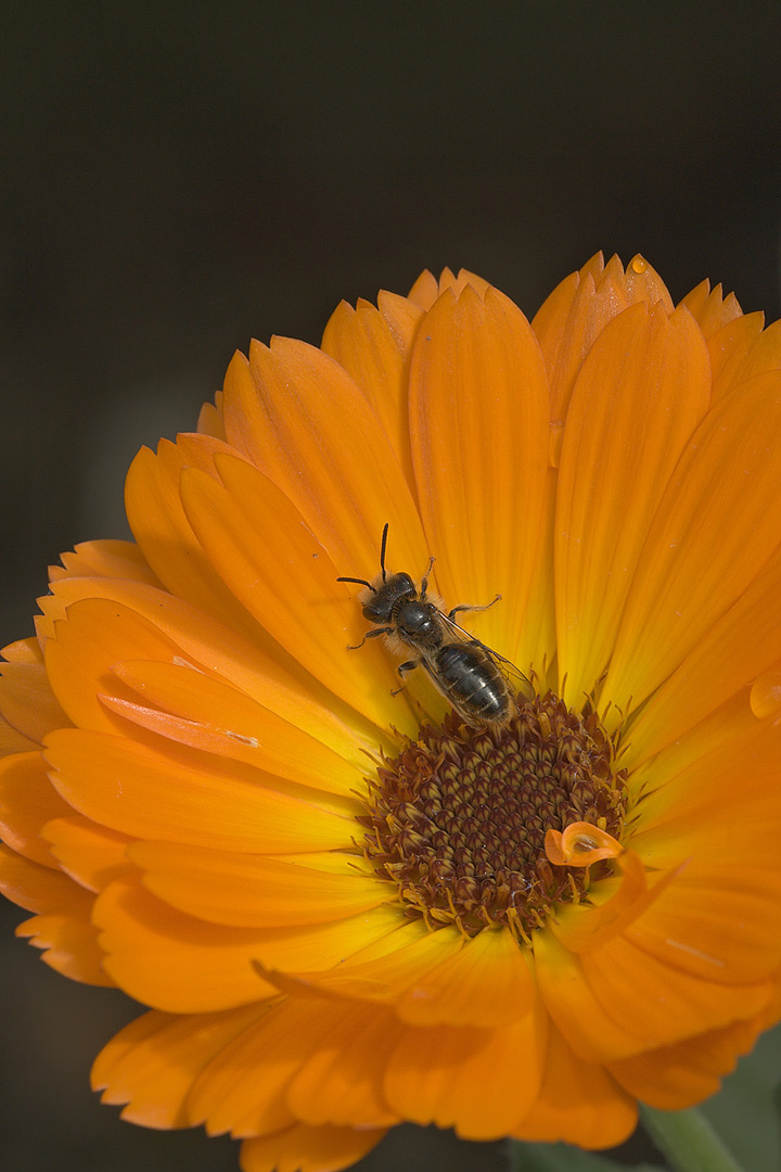 Macro-Sigma-180-web.jpg