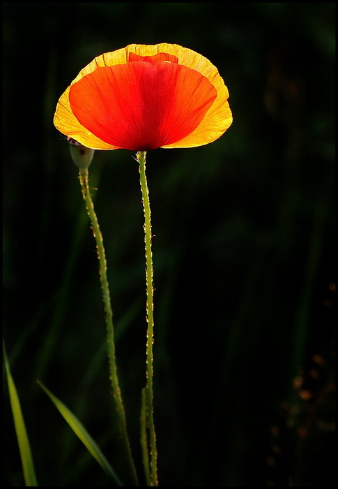 Macro0016a.jpg
