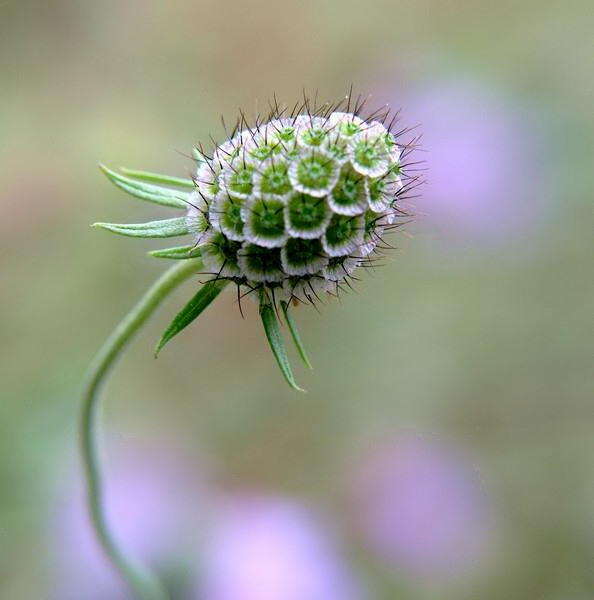 Macro1.jpg