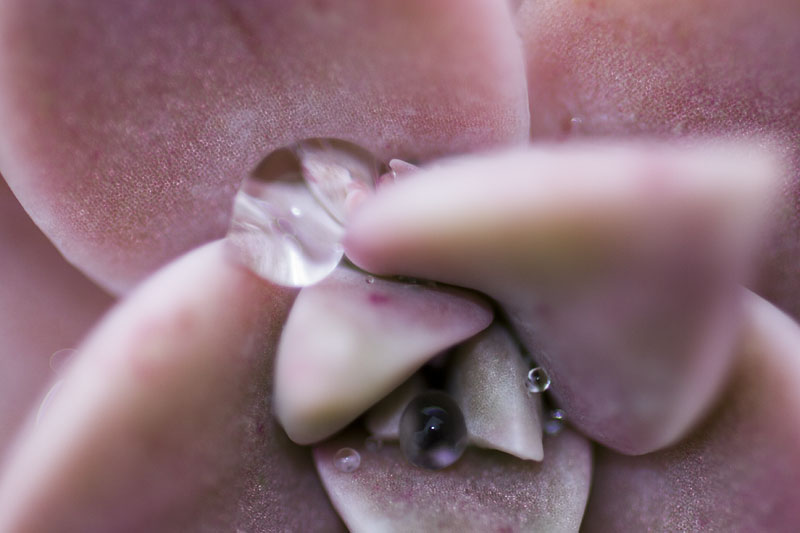 macro2web.jpg