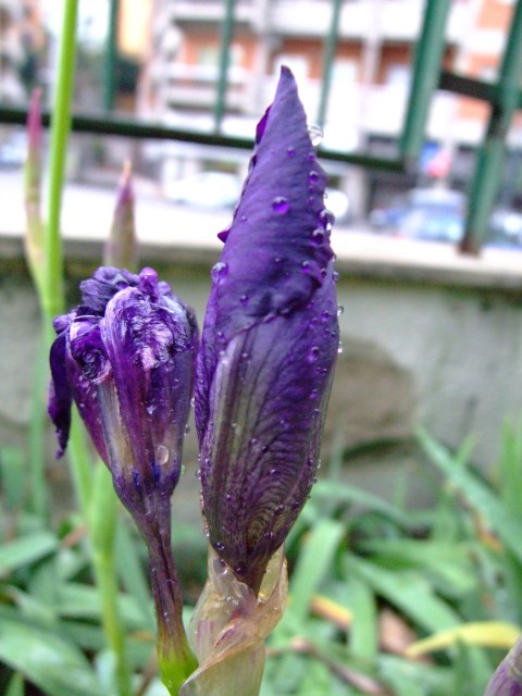 macro800isos9000.JPG