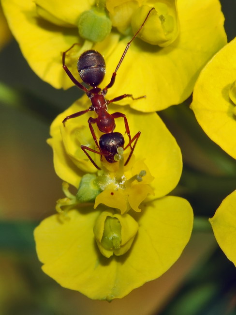 Macro 001b.jpg