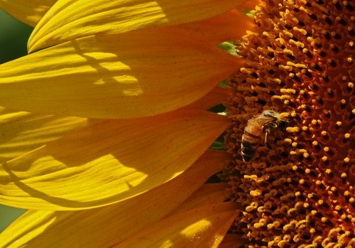 Macro 009a.jpg