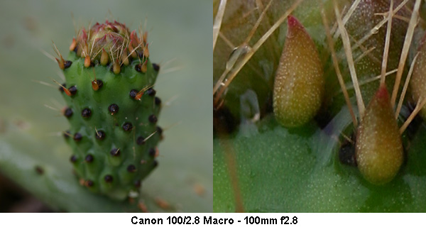 macro_01.jpg