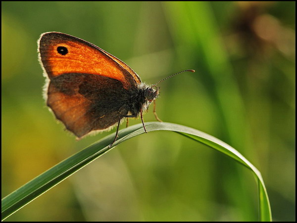 Macro 013a.jpg