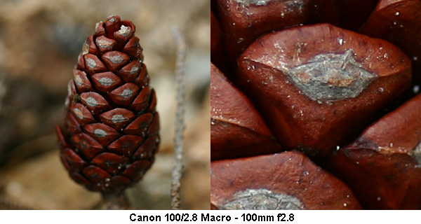 macro_02.jpg