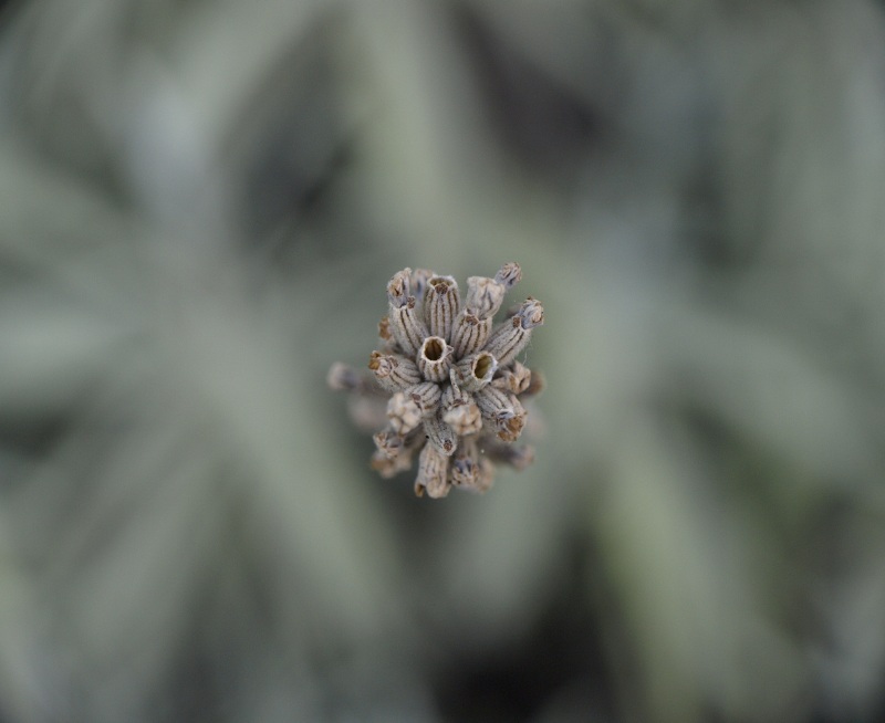 macro.jpg