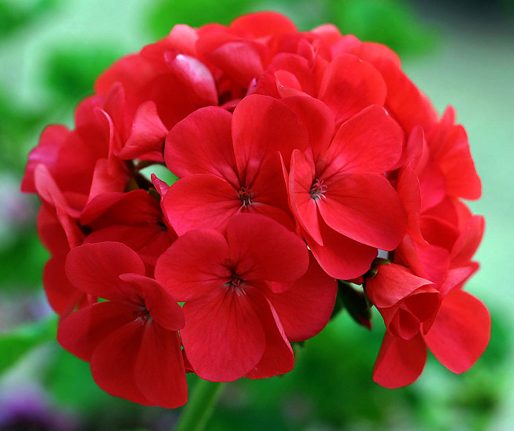 macro_181.jpg