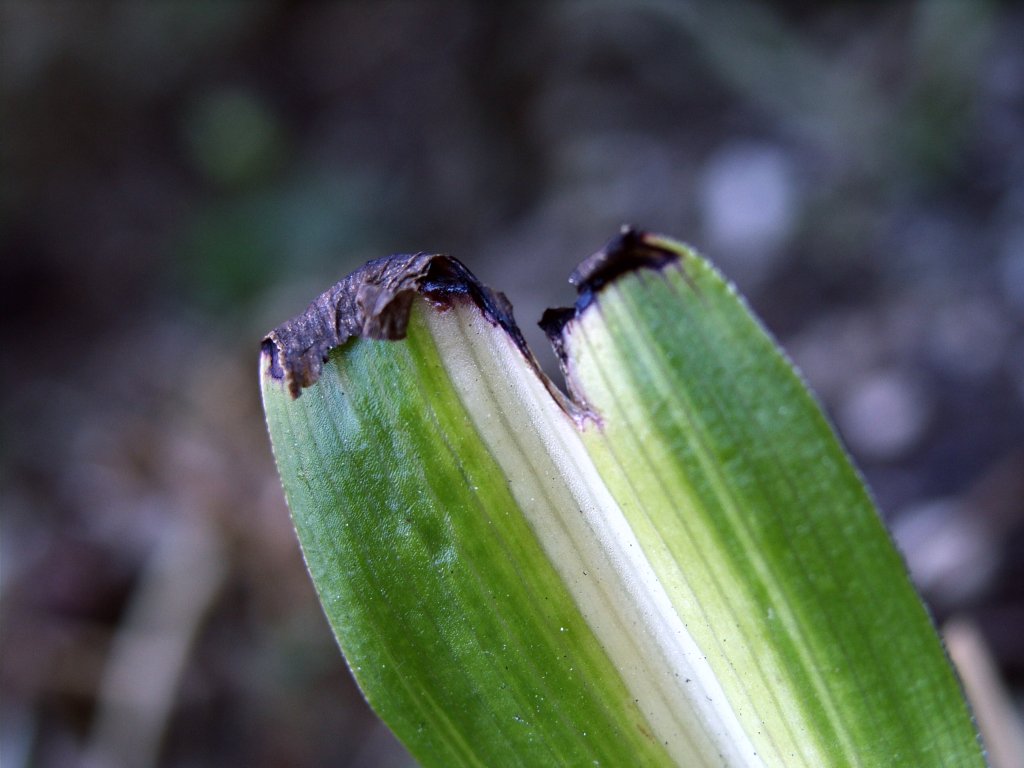 macro.JPG