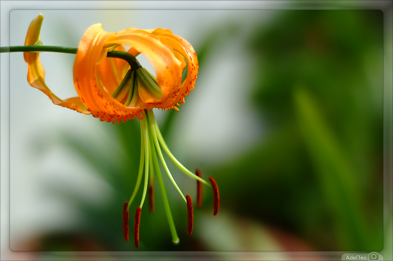 Macro_F_1_m.jpg