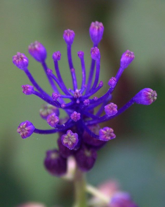 macro fiore.jpg