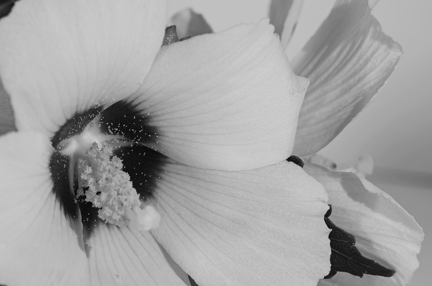 macro fiore bn forum 2.jpg