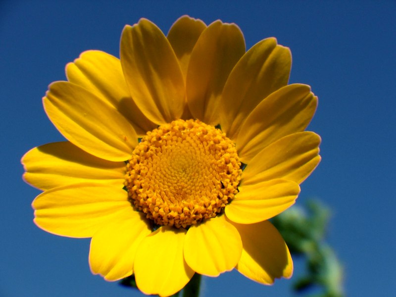 macro fiorellino giallo.jpg