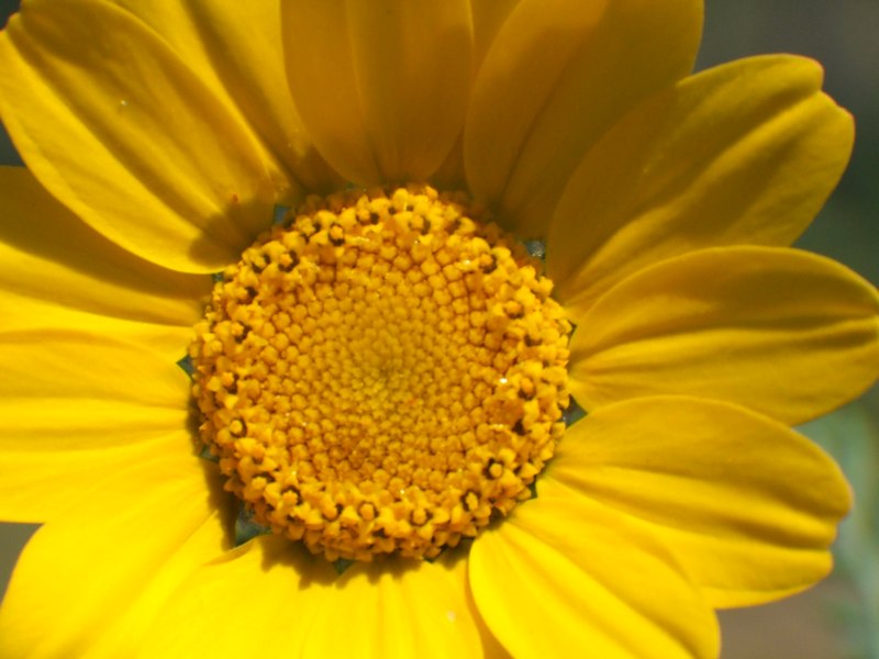 macro fiorellino giallo 2 .jpg