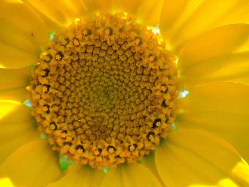 macro fiorellino giallo 3 .jpg