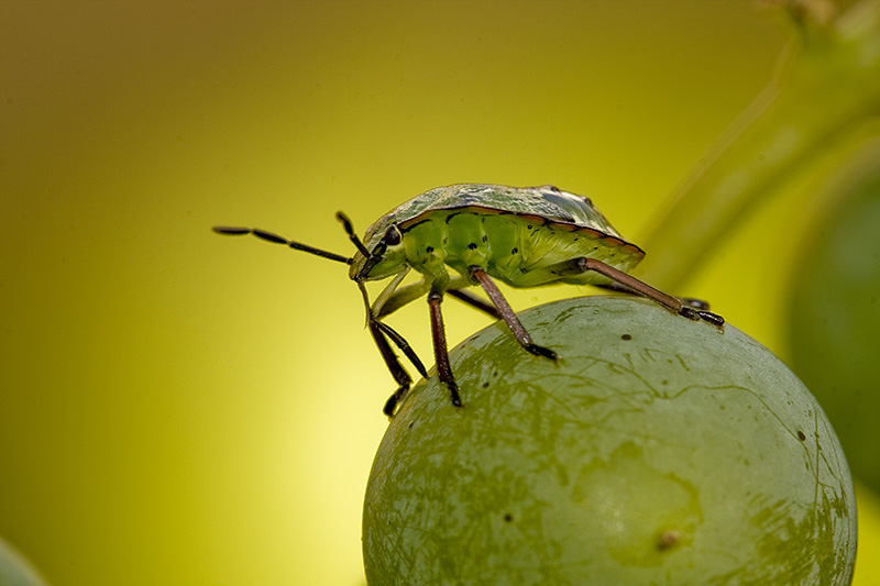 Macro insetti (10) x post .jpg
