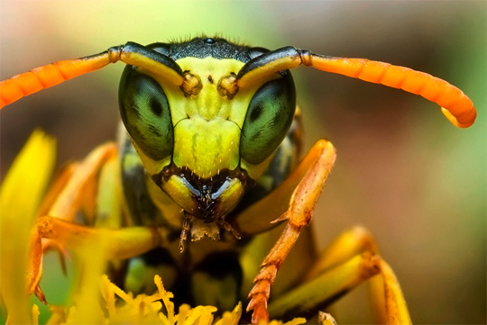 macro_photography_35[1].jpg