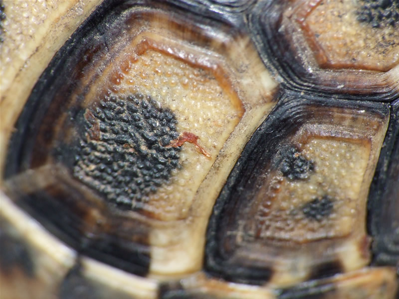 macro_tryng_dcr250_1.jpg