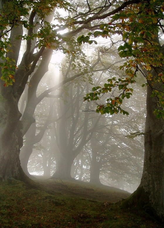 Magico_autunno.jpg