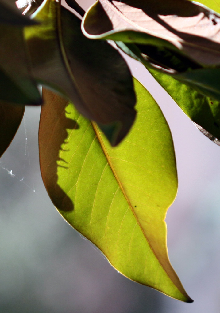 Magnolia---1-.jpg