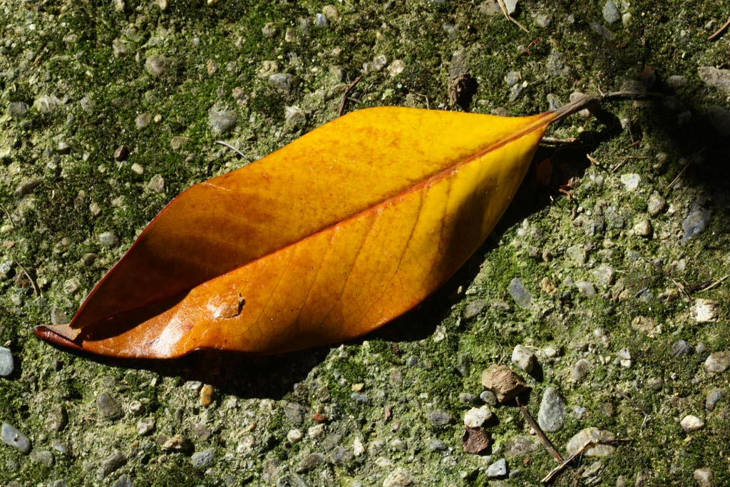 magnolia---2-.jpg