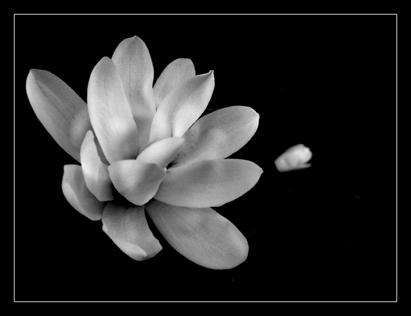 magnolia-2.jpg