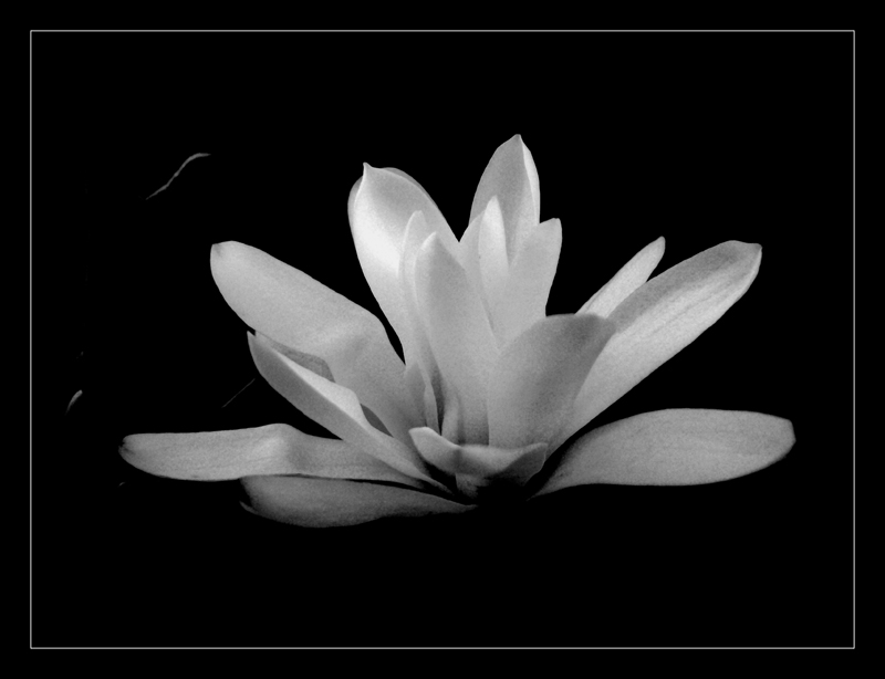 magnolia-3.jpg