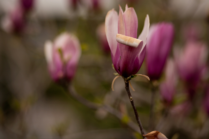 Magnolia-No-Texture.jpg