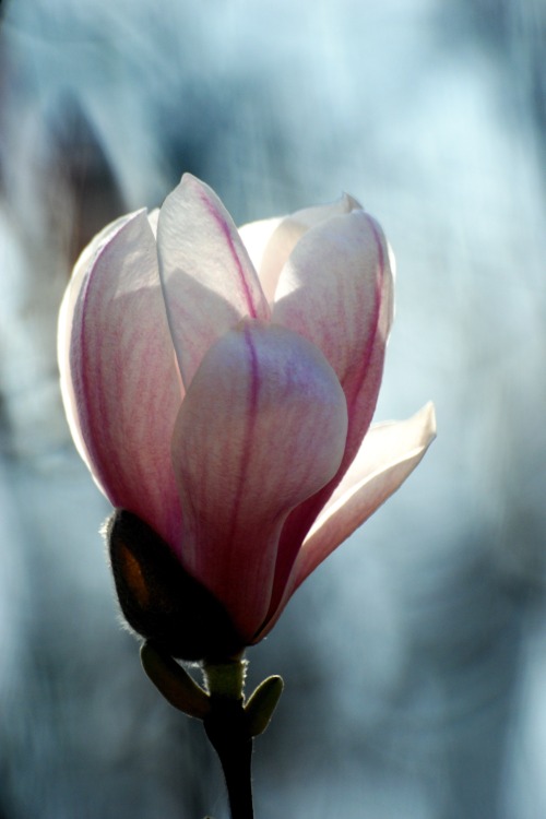 magnolia.jpg