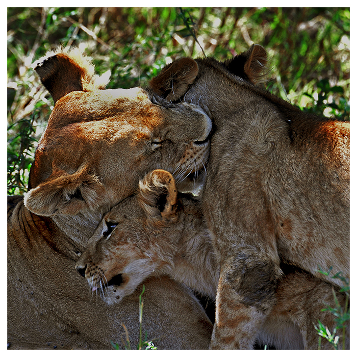 mamma-con-cuccioli.jpg