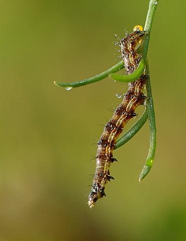 Mamma (Small).jpg