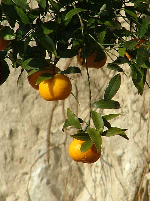 mandarini.jpg