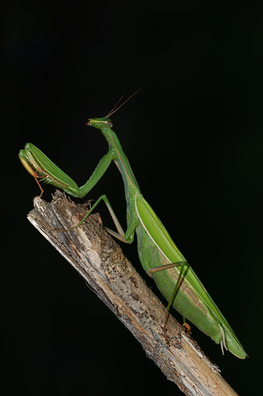 mantide-nera.jpg