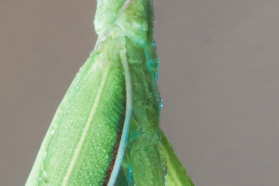 Mantide_dettaglio-001.jpg
