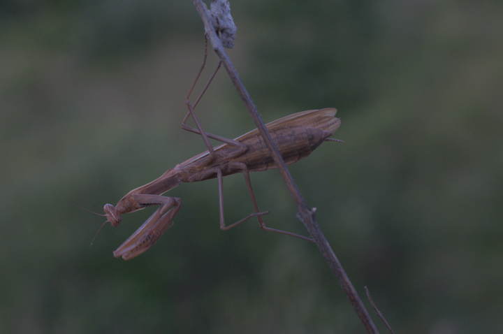 Mantis-religiosa_1594_raw.jpg