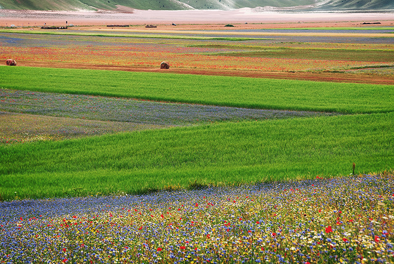 manuela-castelluccio.jpg