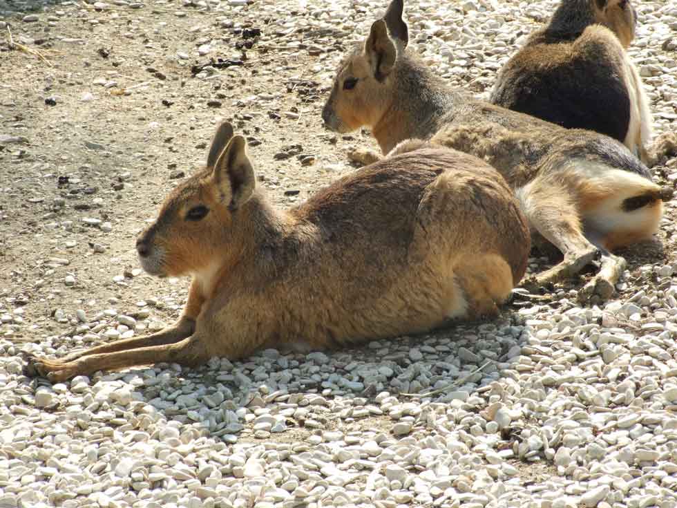 mara'.jpg