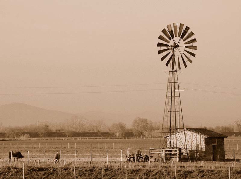 Maremma1.jpg