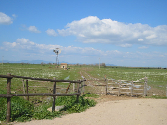 maremma.jpg