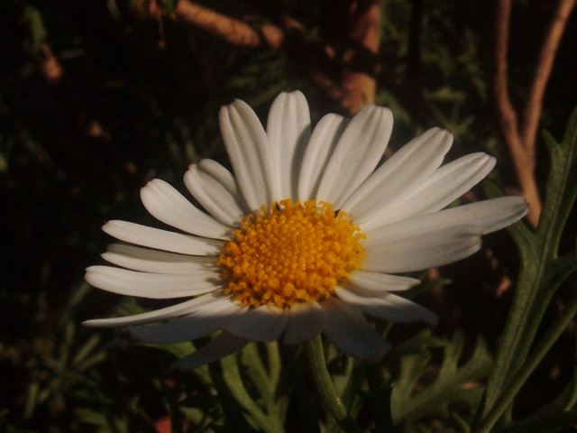 margherita_524.jpg