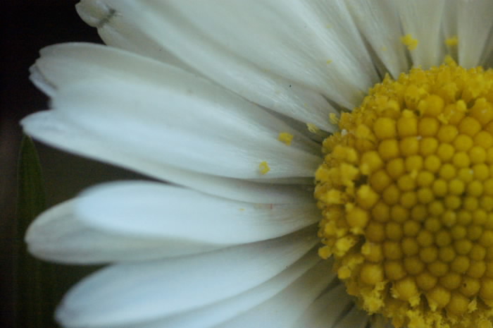 margherita macro.JPG