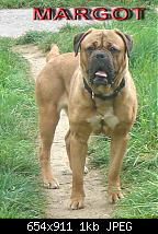 Margot_-_2_anni%2C_BULL_MASTIF_PURA.jpg