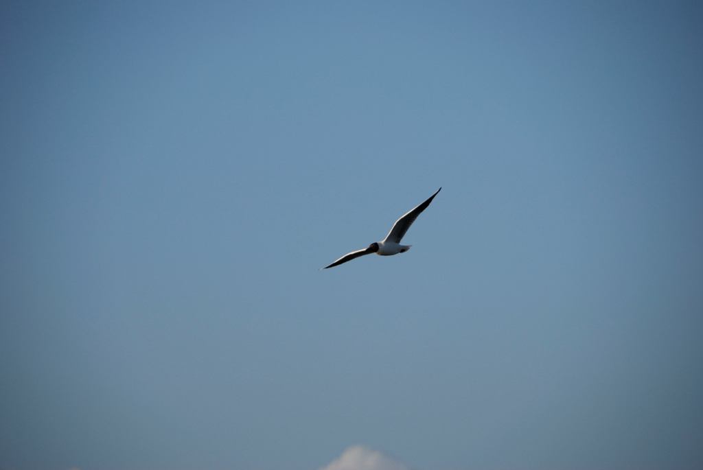 Marina di pisa 146.jpg