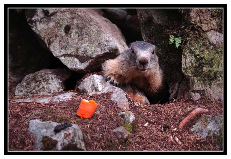 Marmotta-Mamma1copia.jpg