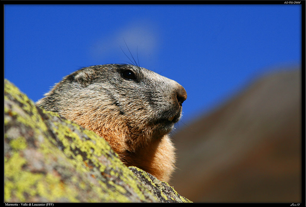 Marmotta - Vallone di Lauzanier_05.jpg