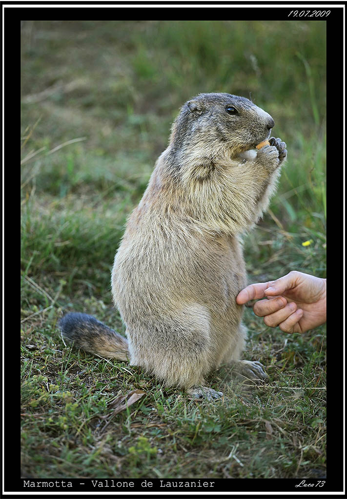 Marmotta 014 copia.jpg
