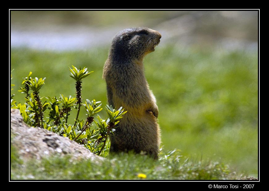Marmotta.jpg