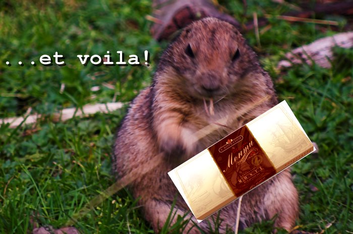 marmotta.jpg